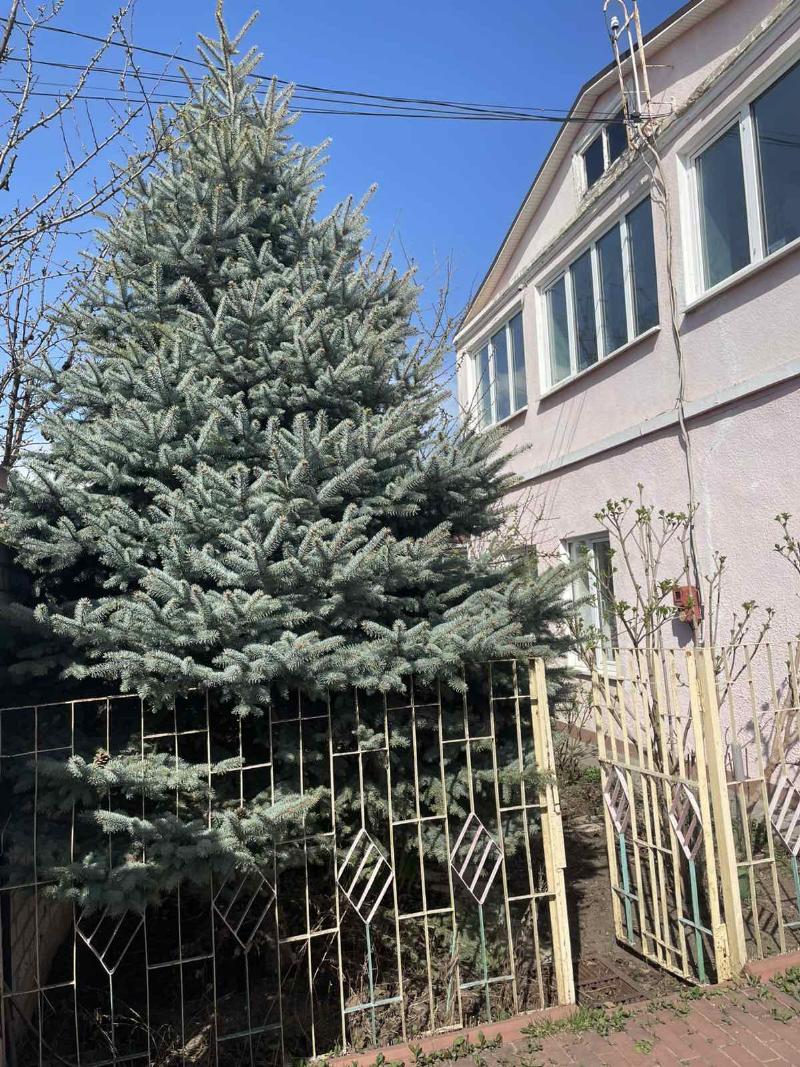 https://photo.capital.com.ua/foto_d/d55031308203.jpg